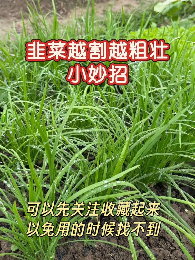 韭菜 三农流量扶持计划 三农 抖音助农