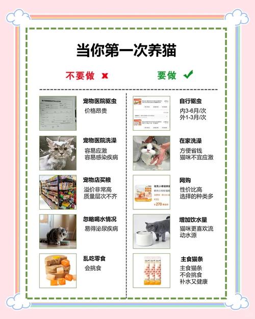 新手养猫必知的5个避坑指南