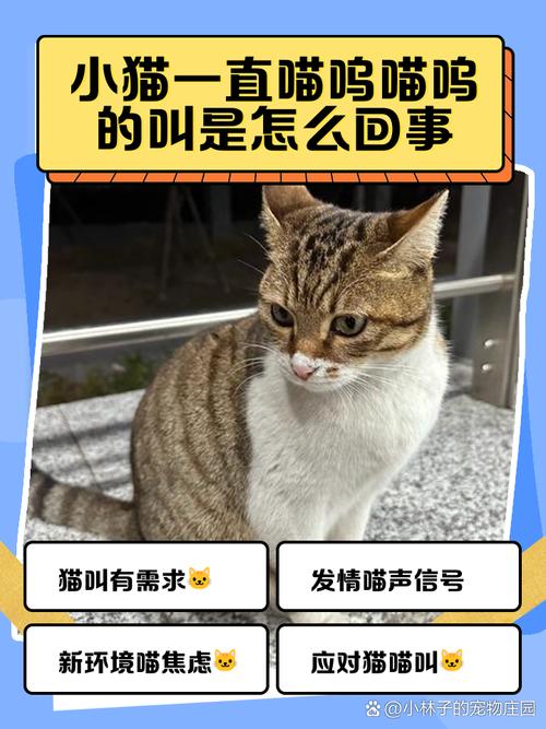 小猫一直喵呜喵呜的叫是怎么回事