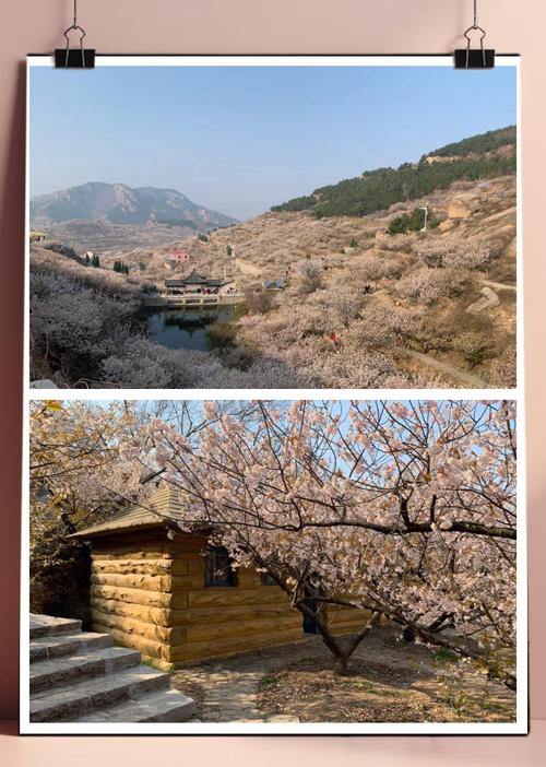樱桃花海避坑指南早7点人少景美