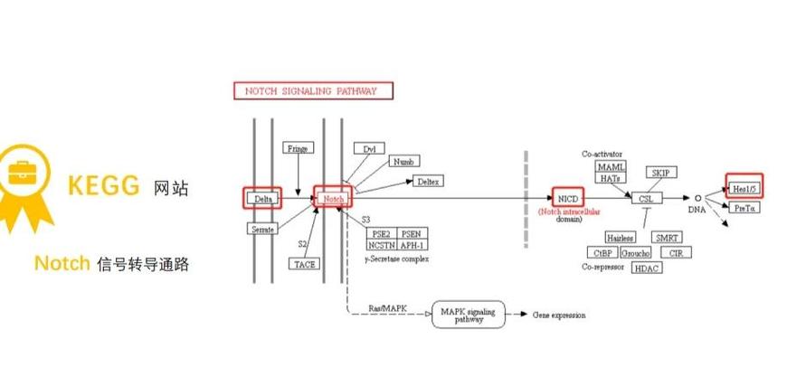notch通路隐形电话线揭秘