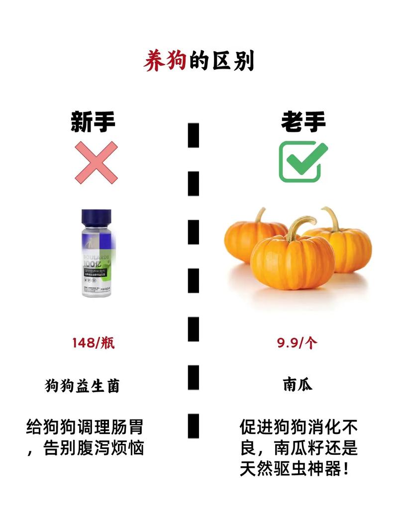 新手养狗避坑指南新手和老手养狗的区别有多大记住这些好物
